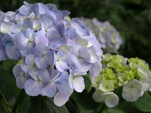 P6154226shuusei.JPG