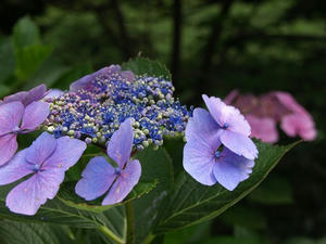P6154223shuusei.JPG