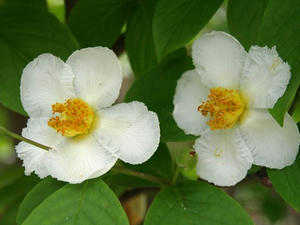 P6154439shuusei.JPG