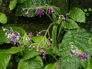 P6154408shuusei.JPG