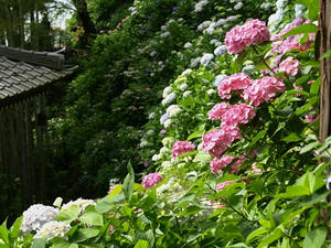 P6154259shuusei.JPG