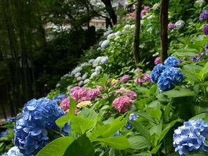 P6154278shuusei.JPG