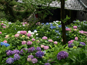 P6154287shuusei.JPG