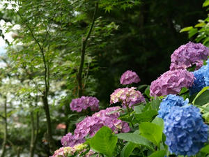 P6154290shuusei.JPG