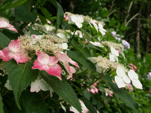 P6154295shuusei.JPG