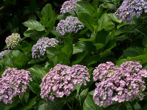 P6154301shuusei.JPG