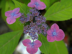 P6154488shuusei.JPG