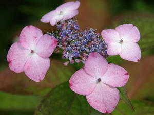 P6154490shuusei.JPG