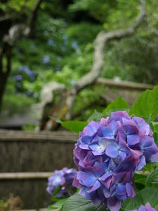 P6154578shuusei.JPG