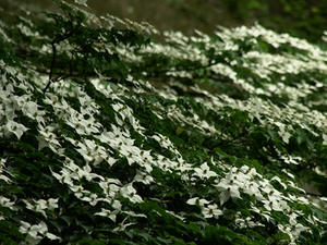 P6154575shuusei.JPG