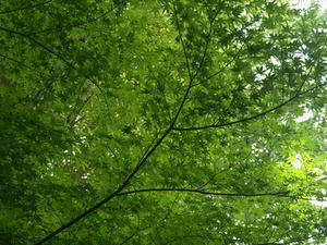 P6154592shuusei.JPG