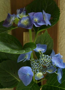 P6154593shuusei.JPG