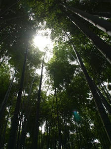 P6154597shuusei.JPG