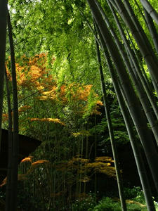 P6154606shuusei.JPG