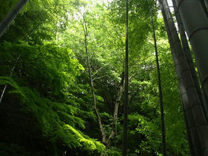 P6154611shuusei.JPG