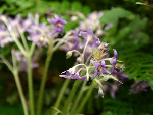 P6154619shuusei.JPG