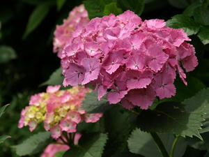 P6154635shuusei.JPG