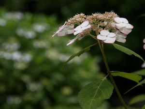 P6154638shuusei.JPG