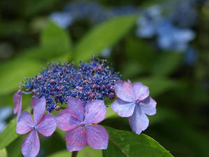 P6154643shuusei.JPG