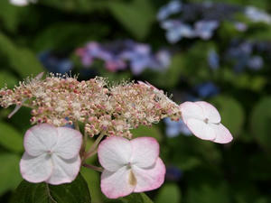 P6154654shuusei.JPG