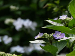 P6154658shuusei.JPG