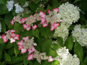 P6154668shuusei.JPG