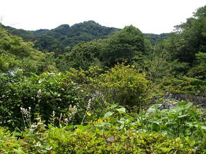 P6154670shuusei.JPG