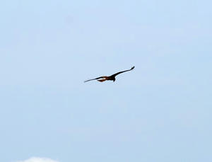 P6154699shuusei.JPG
