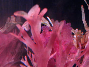 P6245154shuusei.JPG