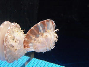 P6245193shuusei.JPG
