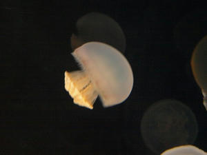 P6245199shuusei.JPG