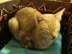 P6245995shuusei.JPG