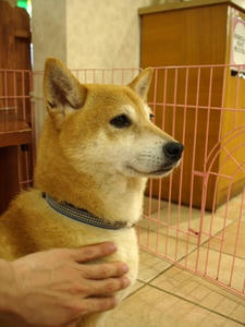P6245964shuusei.JPG