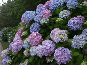 P6246005shuusei.JPG