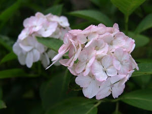 P6246019shuusei.JPG