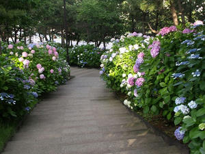 P6246032shuusei.JPG