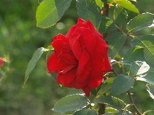 P6246053shuusei.JPG