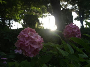 P6246028shuusei.JPG