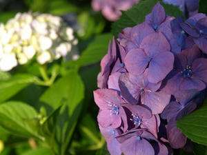 P6246030shuusei.JPG