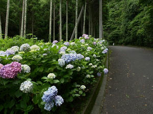 P7016199SHUUSEI.JPG