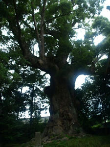 P7159572shuusei.JPG