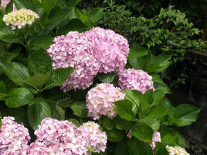 P7016316shuusei.JPG