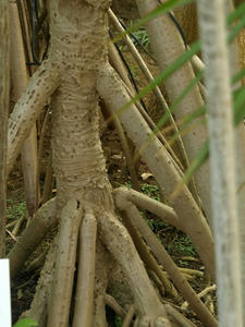 P7016493shuusei.JPG