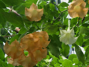 P7016497shuusei.JPG