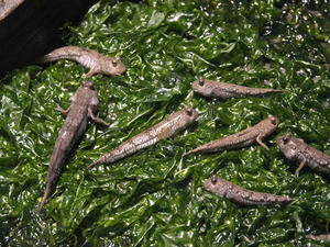 P7027872shuusei.JPG