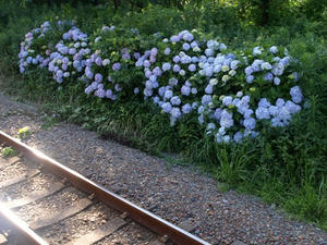 P7028043shuusei.JPG