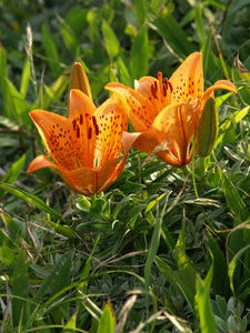 P7118111shuusei.JPG