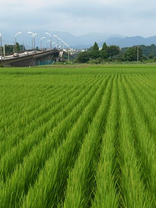 P8132695shuusei.JPG