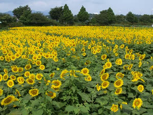 P8132703shuusei.JPG