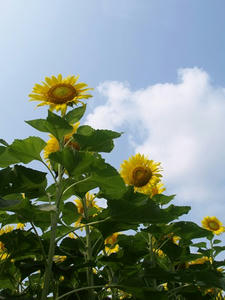 P8132710shuusei.JPG